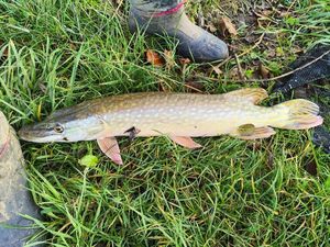 Northern Pike