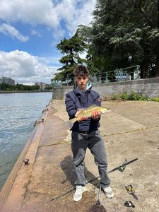 Zander