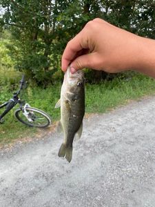 Largemouth Bass