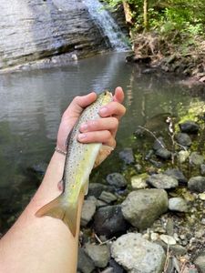 Brown Trout