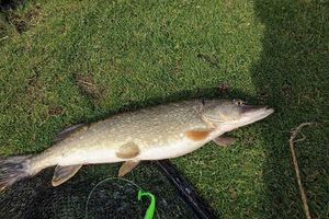 Northern Pike