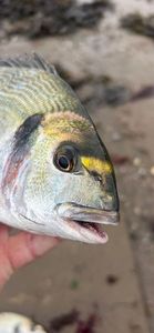 Gilthead Seabream
