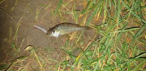 Ruffe