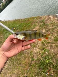 European Perch