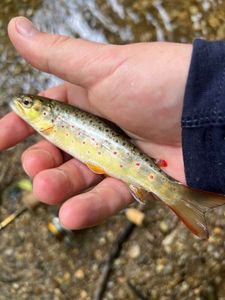 Brown Trout