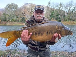 Mirror Carp