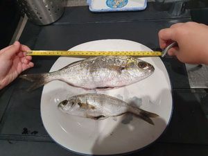 Bluespotted Cornetfish