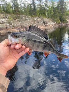 European Perch