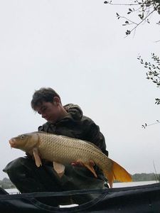 Common Carp