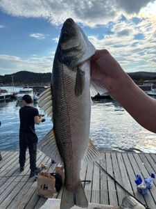 European Bass (Seabass)