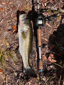 Largemouth Bass