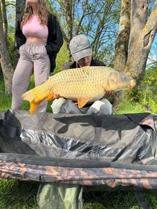 Common Carp