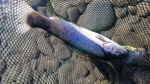 Rainbow Trout