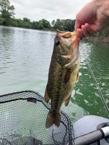 Largemouth Bass