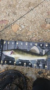 Zander