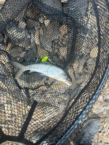 Lake Trout