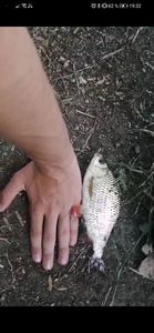 Crucian Carp