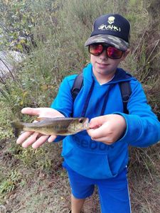 Largemouth Bass