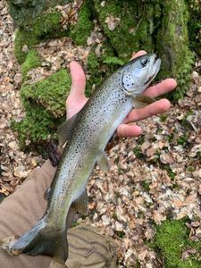 Brown Trout