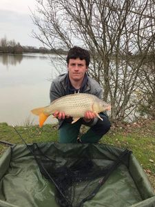Common Carp