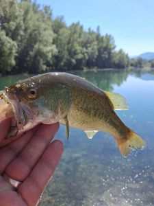Largemouth Bass