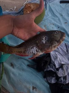 Channel Catfish