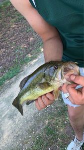 Largemouth Bass