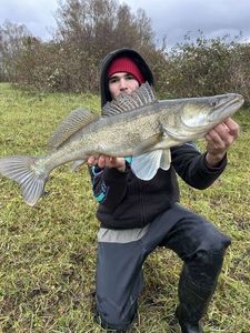 Zander