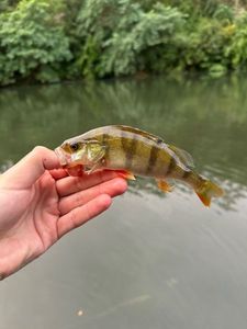 European Perch