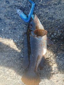 Ballan Wrasse