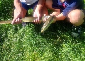 European Eel (Common Eel)