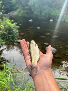 Rainbow Trout