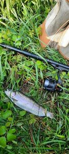Rainbow Trout