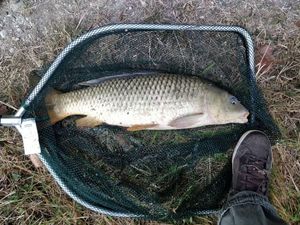 Common Carp