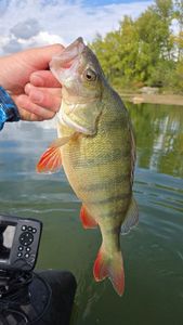 European Perch