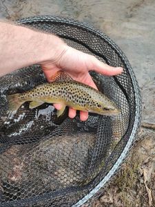 Brown Trout