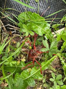 Noble Crayfish