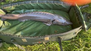 Sturgeon
