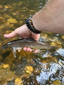 Brown Trout
