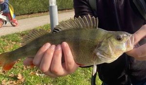 European Perch
