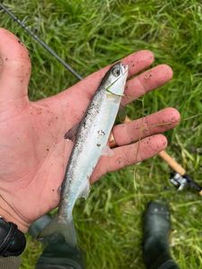 Atlantic Salmon (Juvenile)