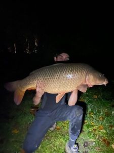 Common Carp