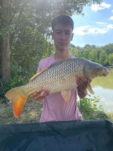Common Carp