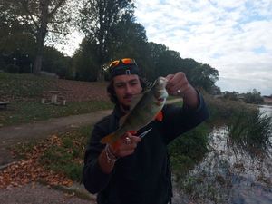 European Perch