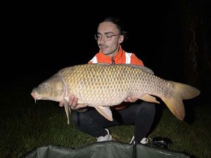 Common Carp