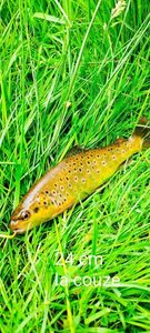 Brown Trout