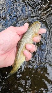 Brown Trout