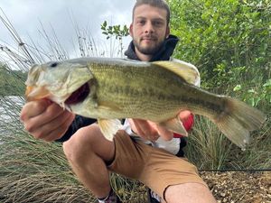 Largemouth Bass