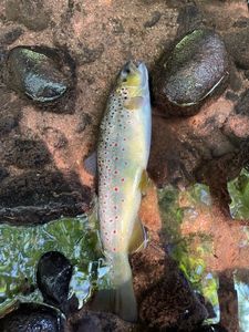 Brown Trout