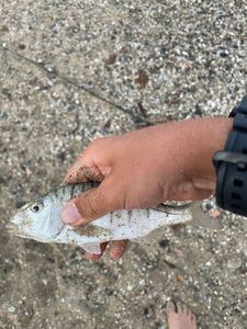 Black Seabream